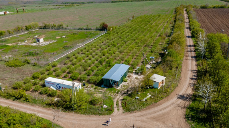 Livadă de alune de 10 ani+ prisacă