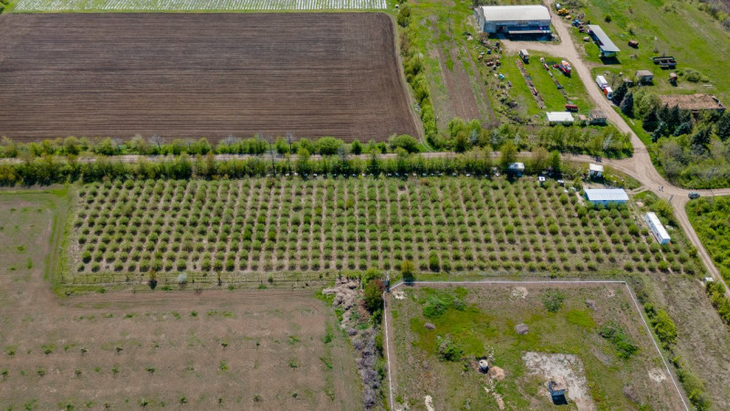 Livadă de alune de 10 ani+ prisacă