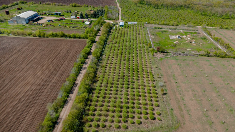 Livadă de alune de 10 ani+ prisacă