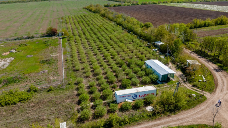 Livadă de alune de 10 ani+ prisacă