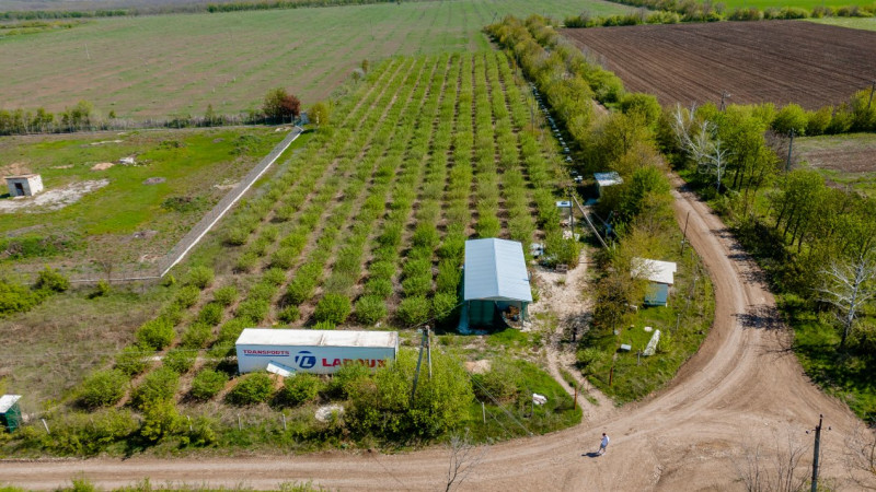 Livadă de alune de 10 ani+ prisacă