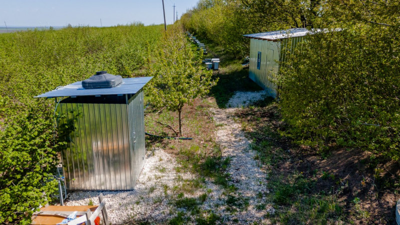 Livadă de alune de 10 ani+ prisacă