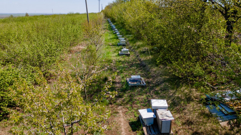 Livadă de alune de 10 ani+ prisacă