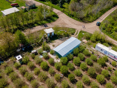 Livadă de alune de 10 ani+ prisacă